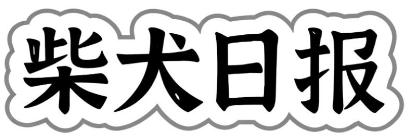 柴犬日报